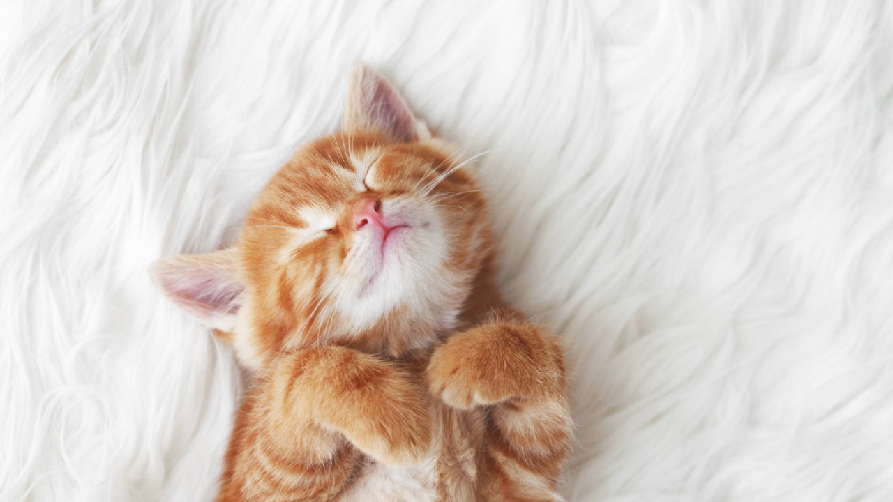 Bringing A New Kitten Home? Here’s What You’ll Need