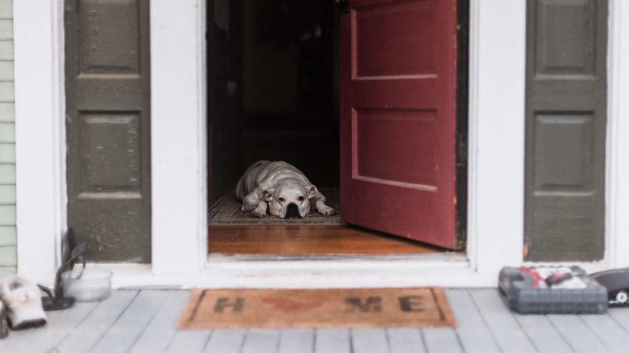 Help Your Dog Overcome Separation Anxiety