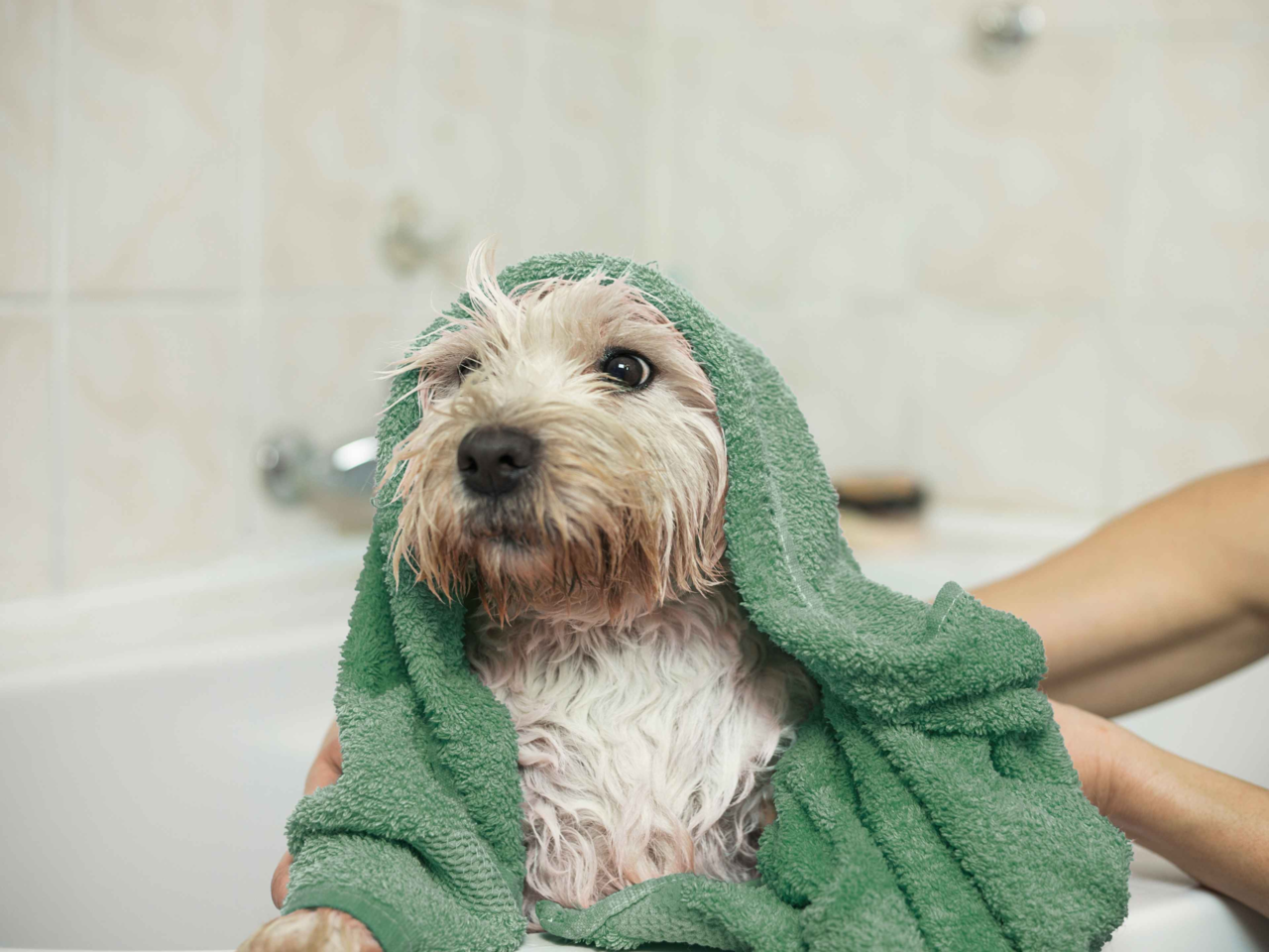 Bath Time Tips for Dogs That Hate Water: Stress-Free Grooming Guide