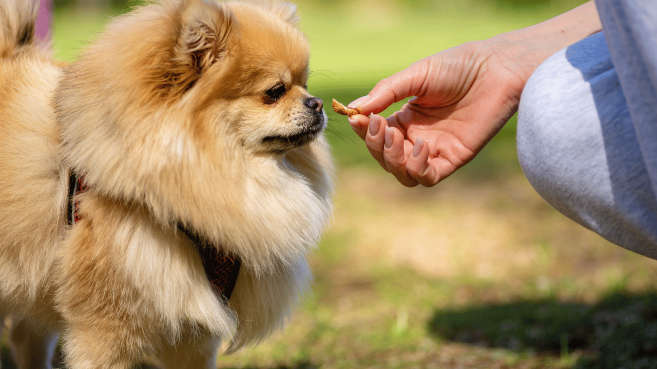 How to Train a Chihuahua