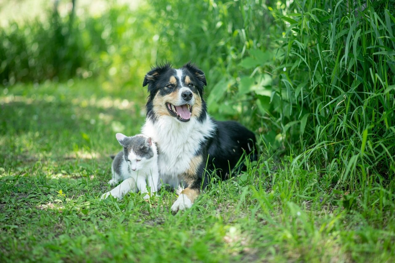 What Is Virbac NZ? Your Guide to Virbac VeggieDent & Epi-Otic | Petdirect