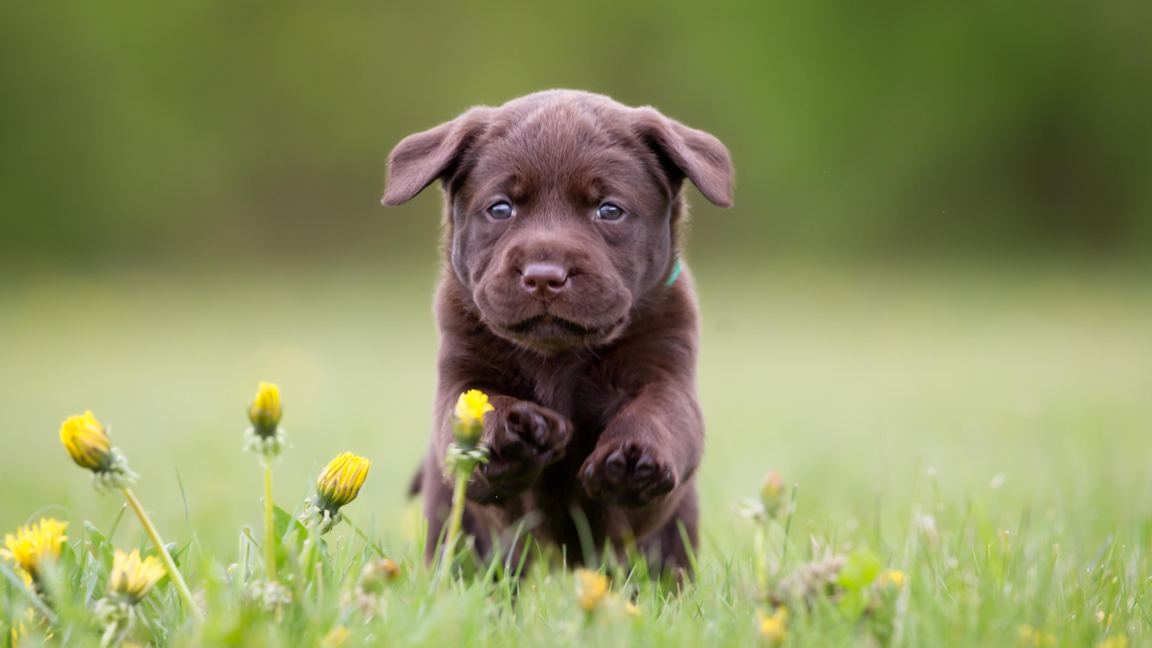 Labrador Puppy Care: Feeding & Training Guide Labrador Puppy Care: Feeding & Training Guide