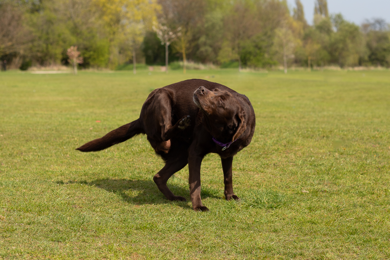 Why Is My Labrador Retriever Scratching So Much? Causes, Treatments and Relief Tips