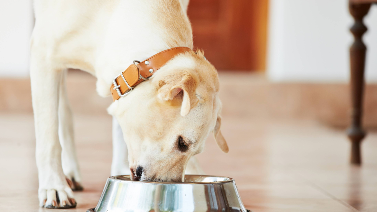 Should I Feed My Dog Once Or Twice Daily? Should I Feed My Dog Once Or Twice Daily?