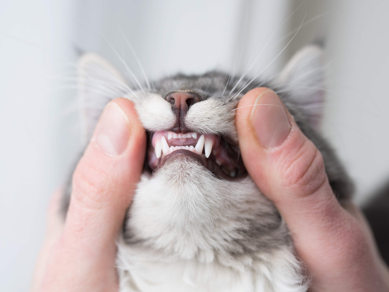 Signs of Dental Disease in Dogs and Cats: What Every Pet Owner Should Know