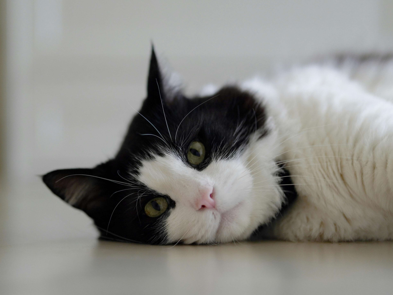 How To Prevent Hairballs In Indoor Cats: Expert Tips For Kiwi Cat Owners