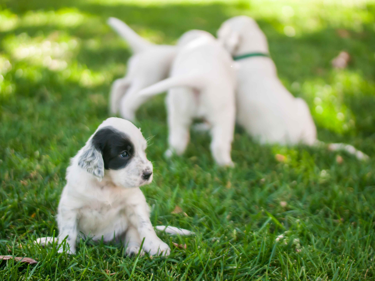 How to Socialise Your Puppy in New Zealand: A Complete Guide