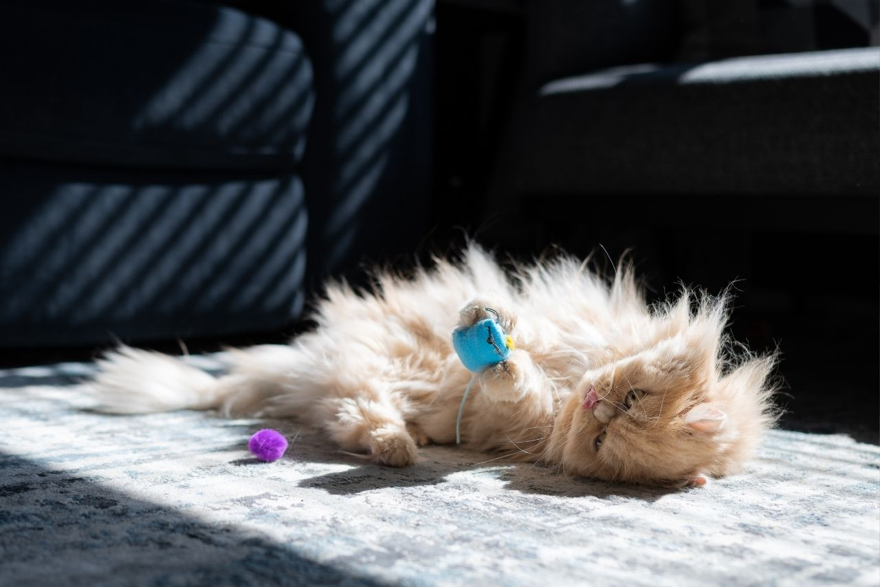 Understanding Persian Cat Behaviour And Enrichment