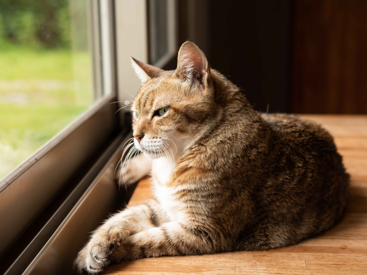 Do Cats Get Lonely? Recognising the Signs and How to Help