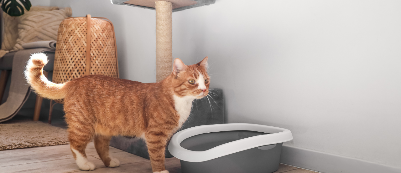 Where to Buy an Automatic Litter Box in NZ: Petdirect’s Expert Guide