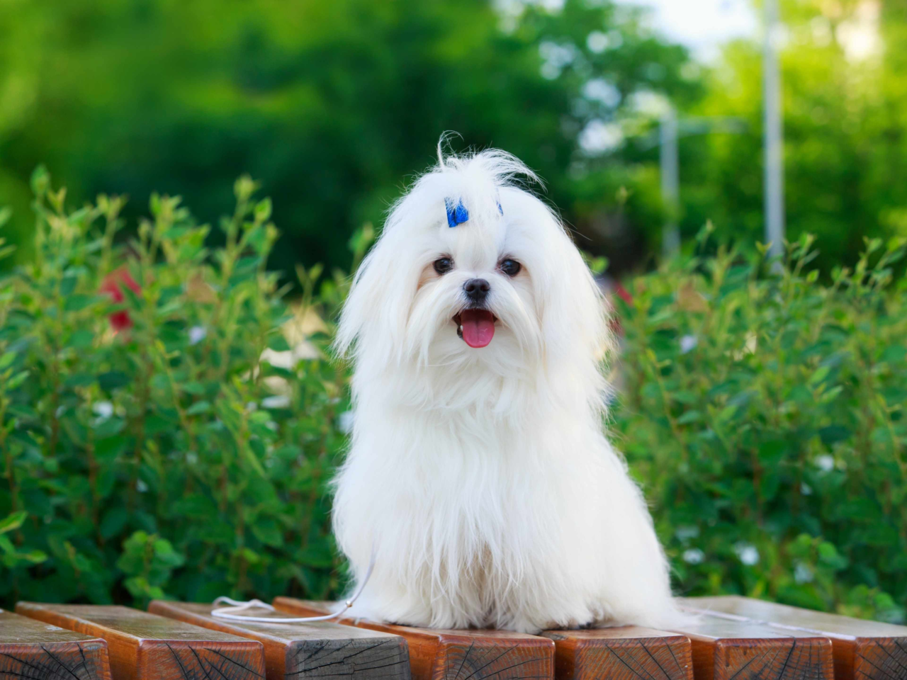 Best Dog Food for Maltese in NZ