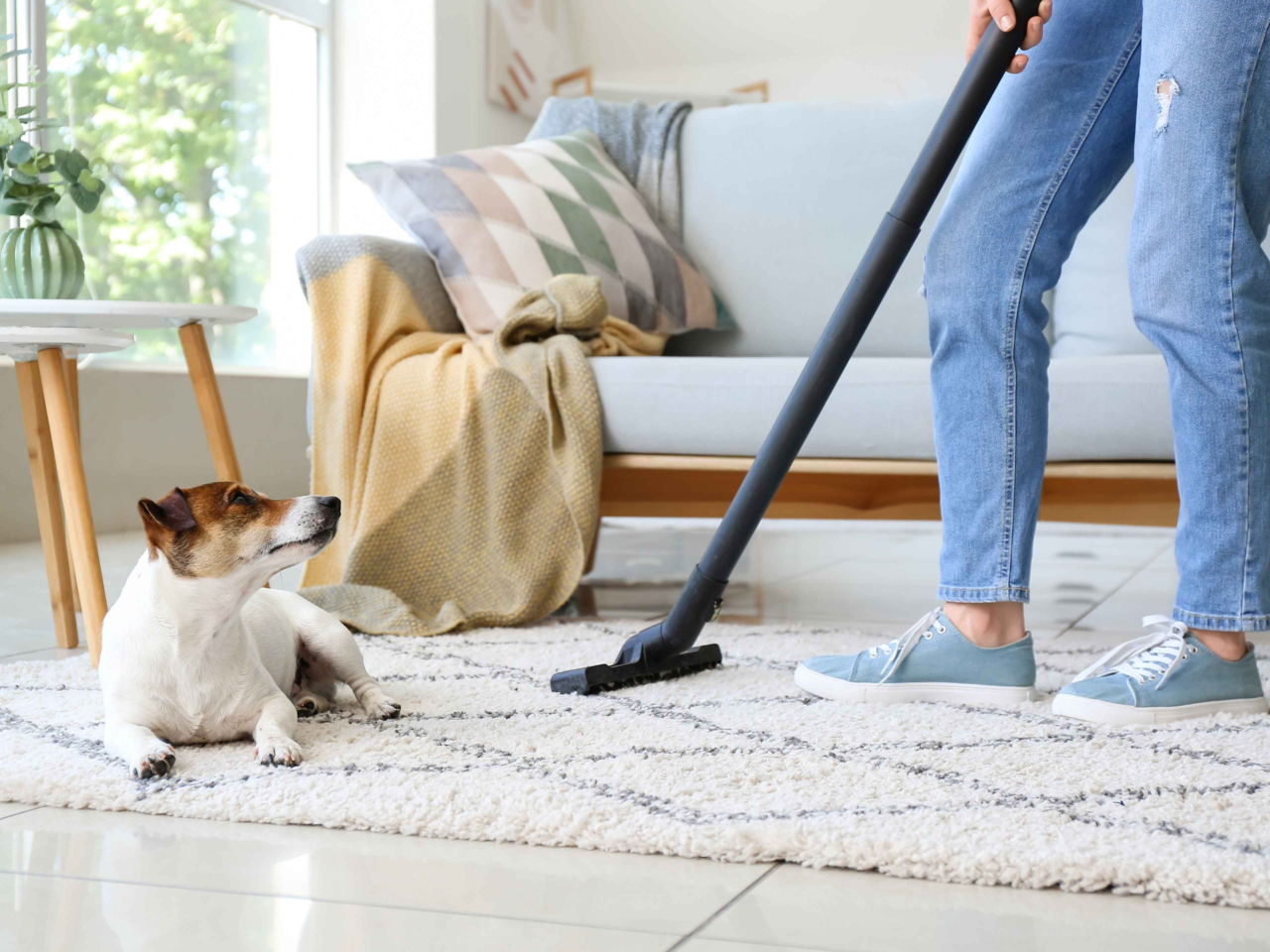 Spring Cleaning for Pets: Fresh Beds, Clean Bowls & Healthy Homes