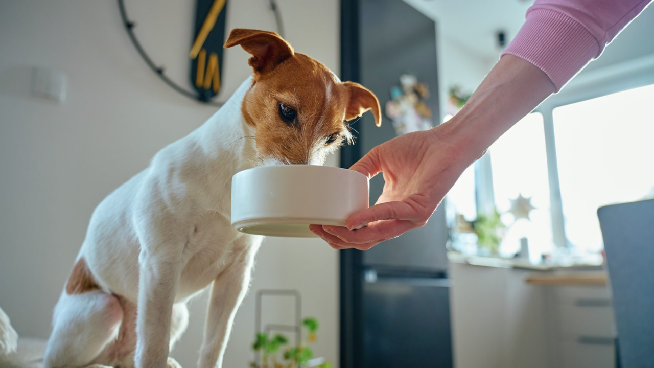 Is It Better to Feed Your Dog Once a Day or Twice?