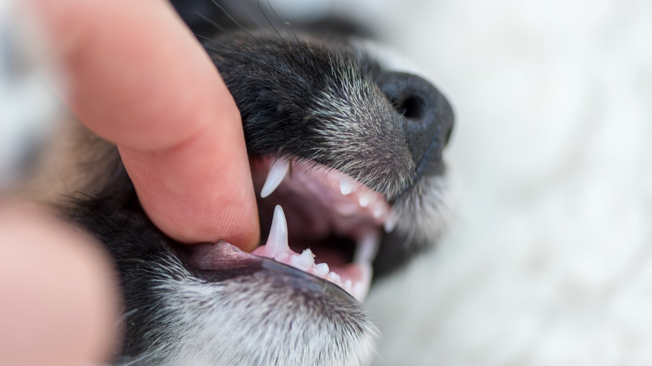 When Do Puppies Start Teething? Month-by-Month Guide