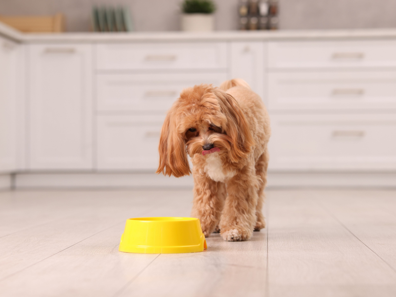 My Beau Supplements Guide for Dogs and Cats