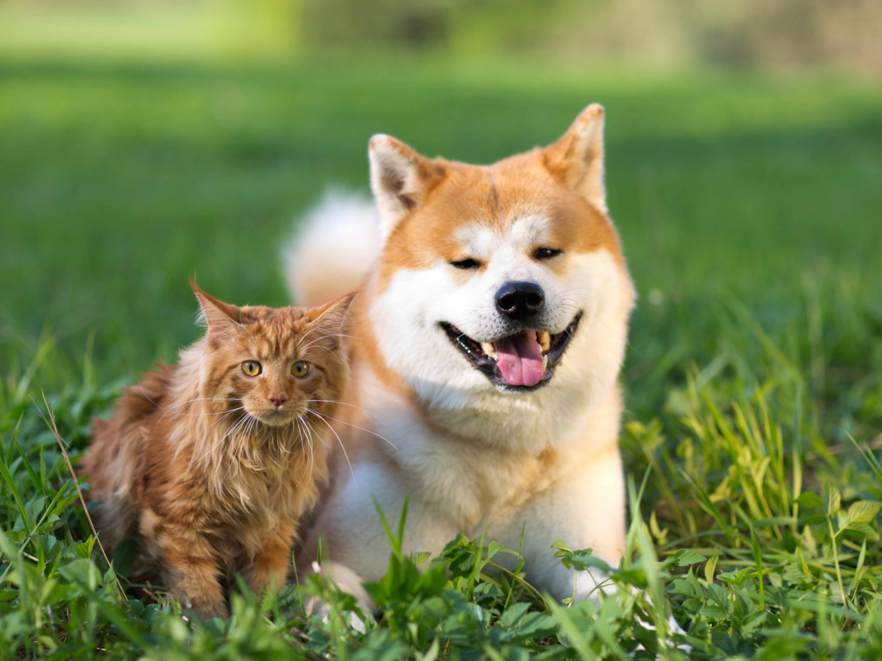 Environmental Allergies in Pets: Causes, Symptoms & Relief Tips
