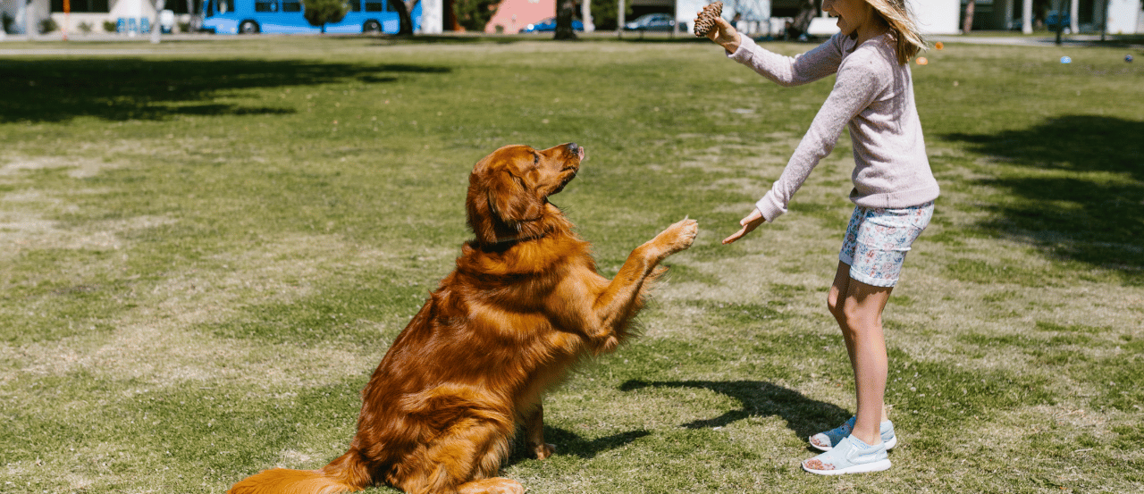 Training Large Breed Dogs: Positive Techniques for Calm, Well-Behaved Giants Training Large Breed Dogs: Positive Techniques for Calm, Well-Behaved Giants