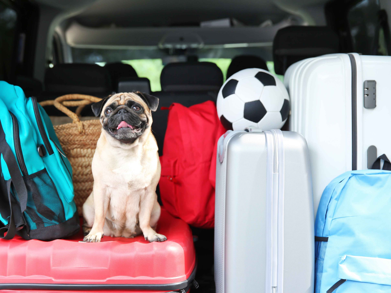 What to Pack in Your Dog’s Travel Bag for Stress-Free Adventures
