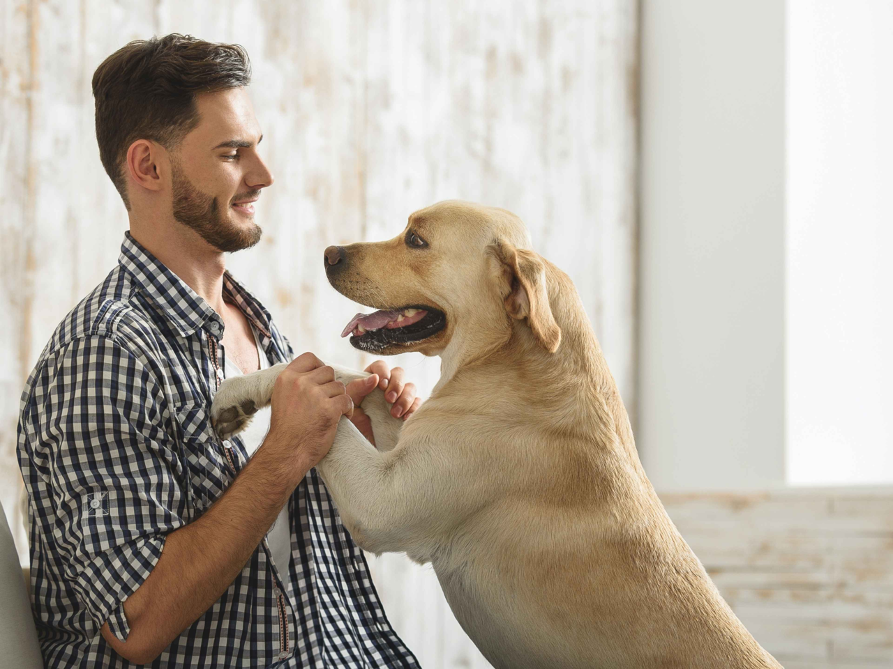 How To Stop Your Dog Jumping Up On People: Training Tips That Work