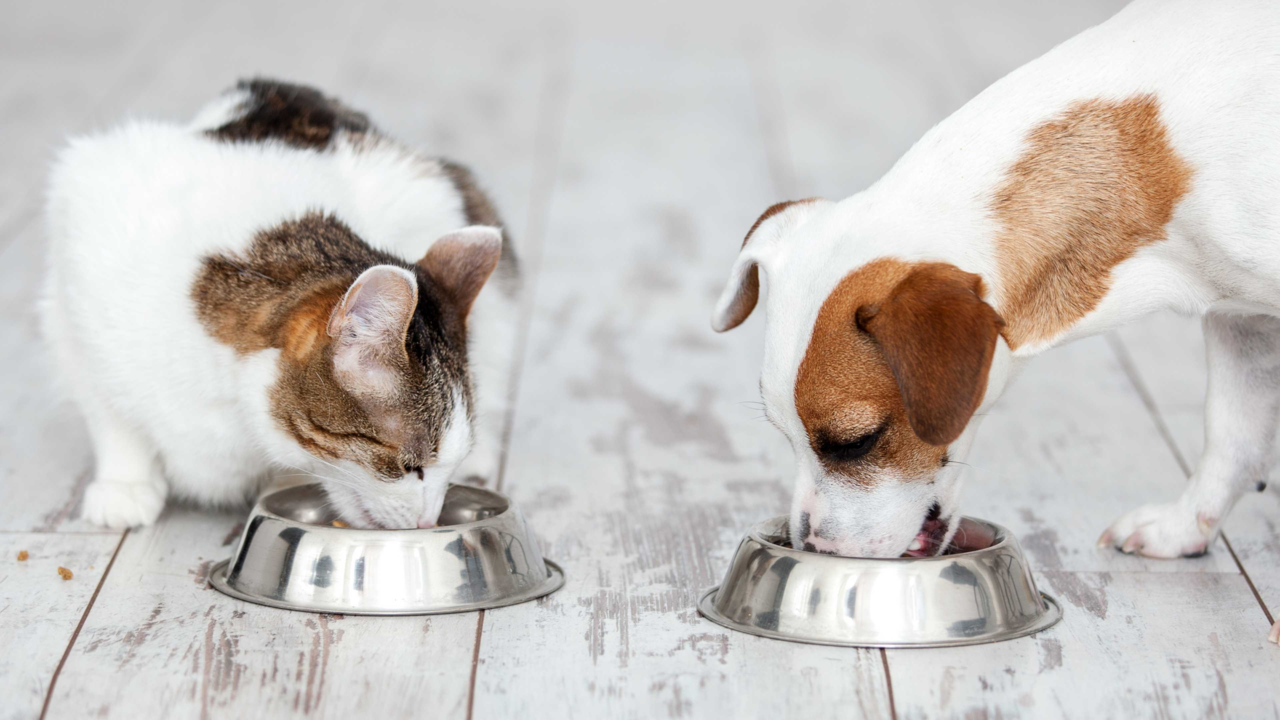 Can Dogs and Cats Eat Together? What Kiwi Pet Parents Should Know