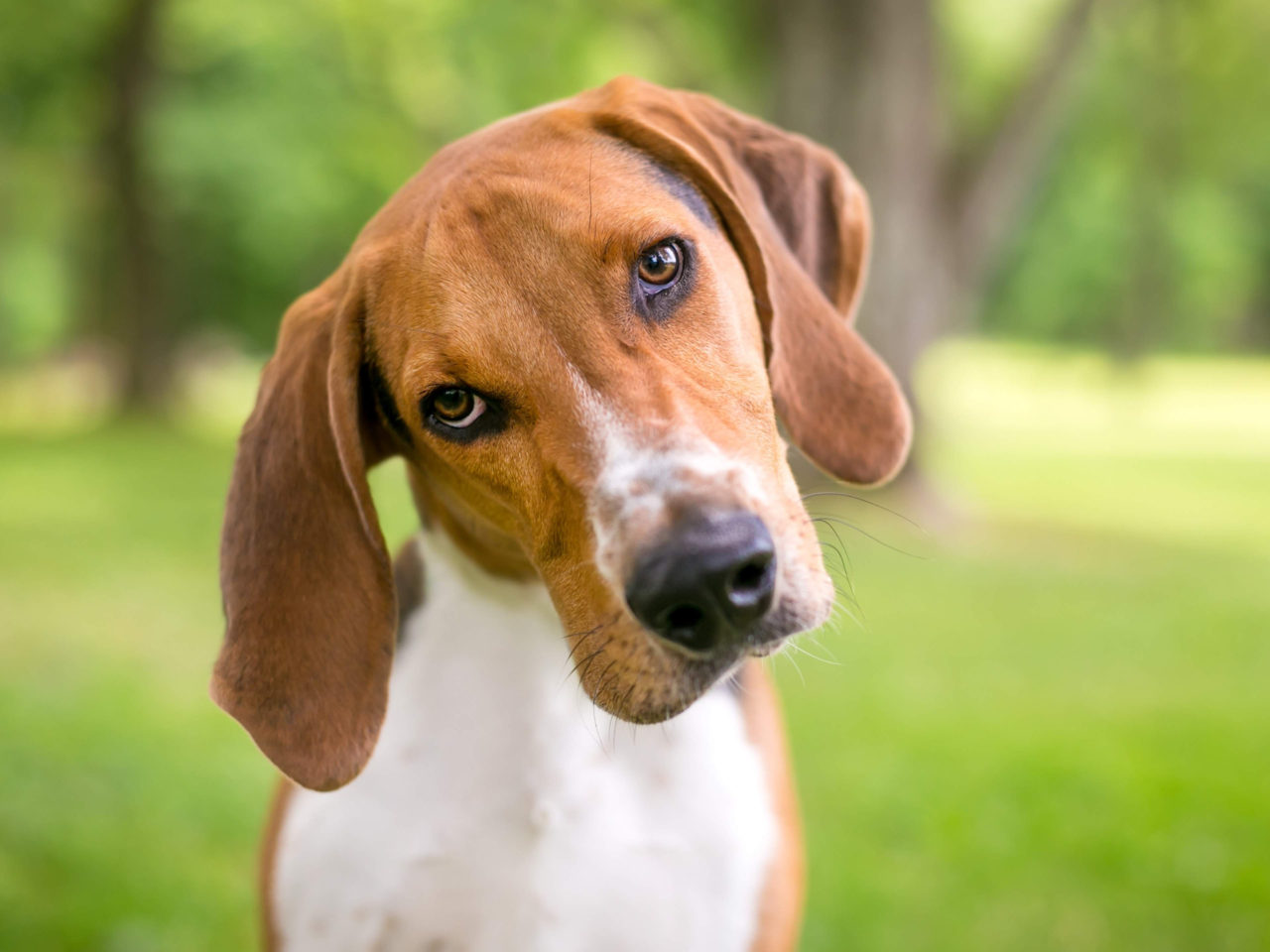 Understanding Common Dog Behaviours and What They Mean