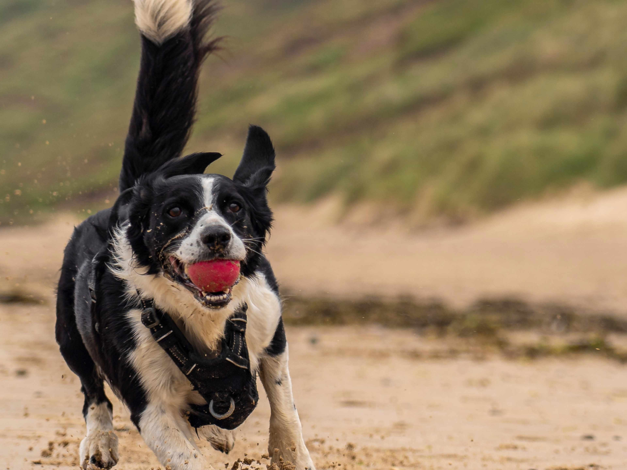 How to Choose the Best Dog Toy for Your Dog’s Personality and Play Style