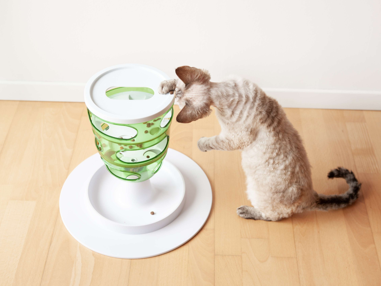 Mental Enrichment for Senior Pets: Keep Older Cats and Dogs Sharp