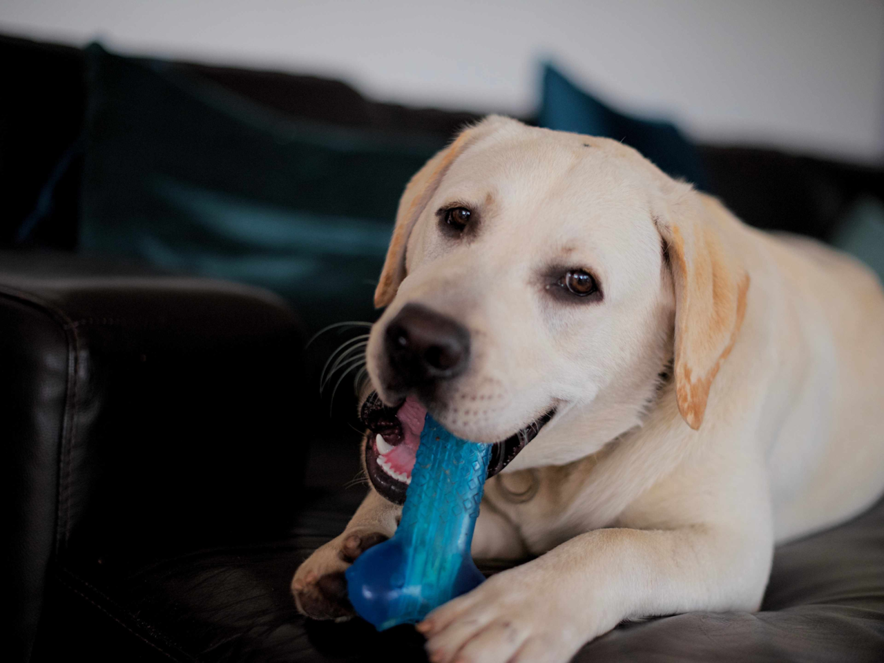 Puppy Dental Care Guide: Teething, Brushing & Safe Chew Toys