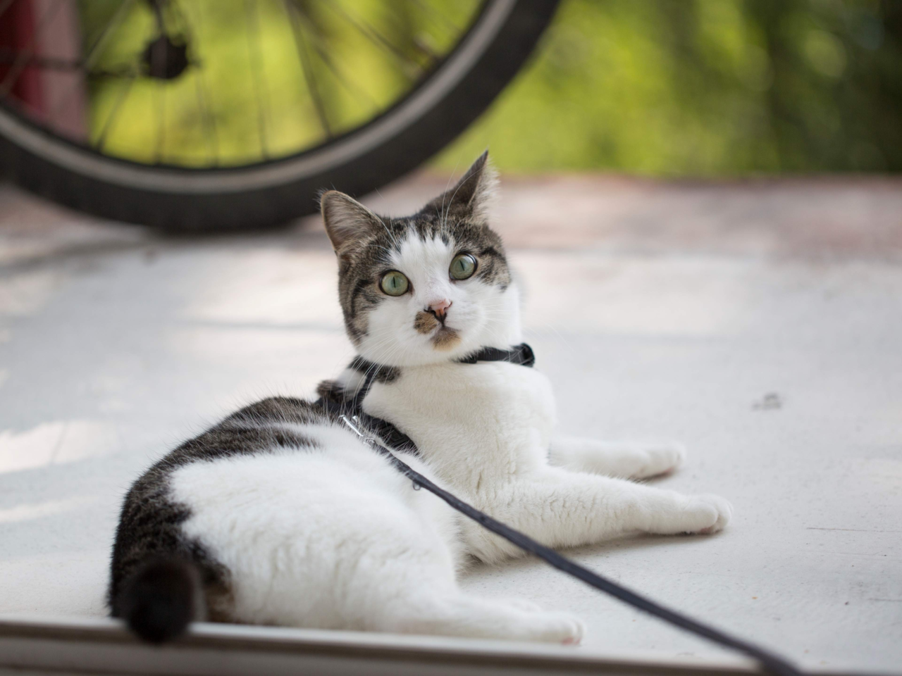 Should You Walk Your Cat? A New Zealand Guide to Safe Harness Training