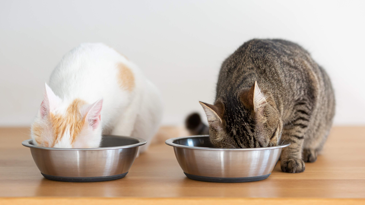 How to Manage Portion Control for Multiple Cats and Prevent Weight Gain