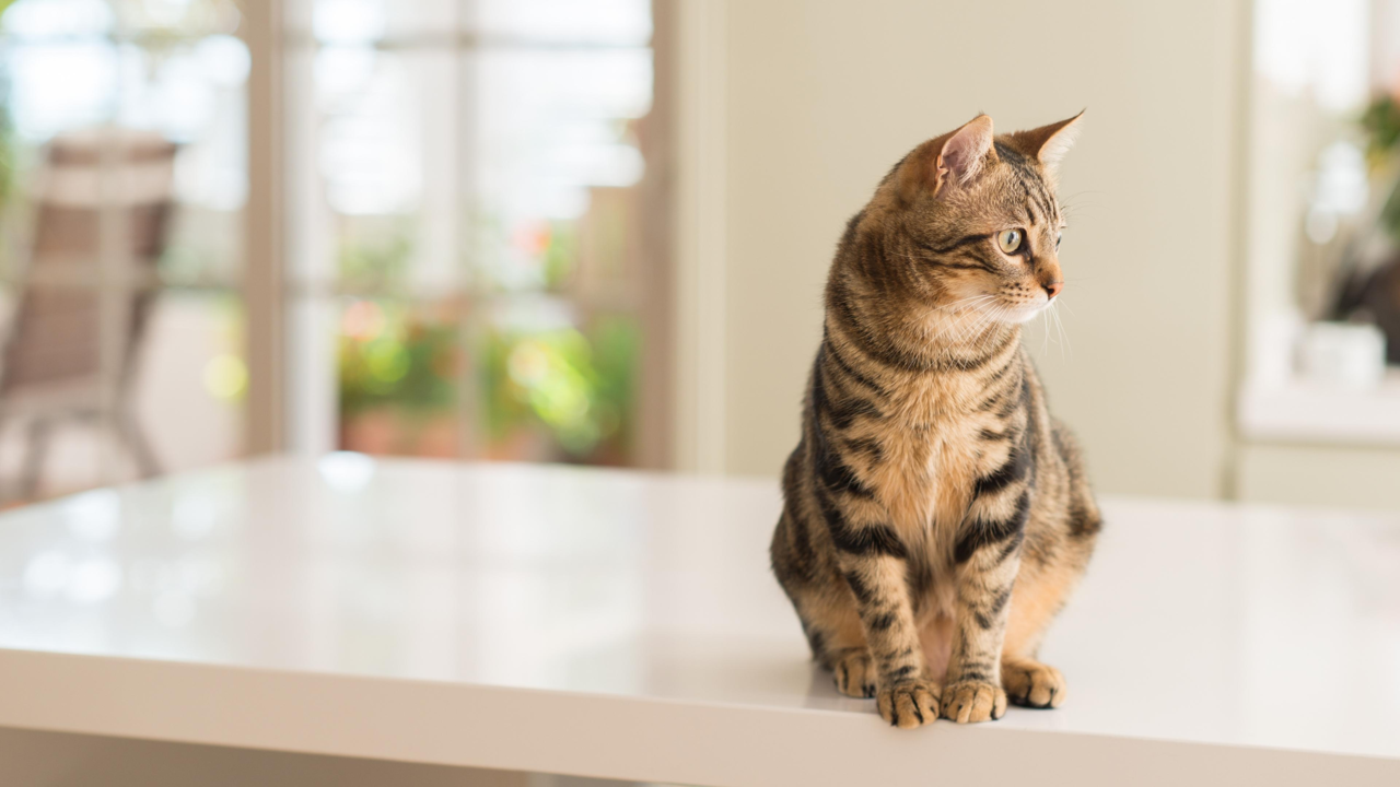 Why Do Cats Knock Things Off Tables? The Real Reasons Behind This Quirky Cat Habit Why Do Cats Knock Things Off Tables? The Real Reasons Behind This Quirky Cat Habit