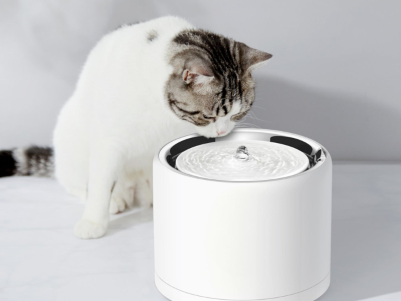 Hydration Tips For Senior Cats and Dogs