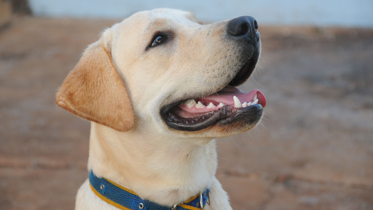 What’s the Best Dog Food for Labradors in New Zealand? What’s the Best Dog Food for Labradors in New Zealand?