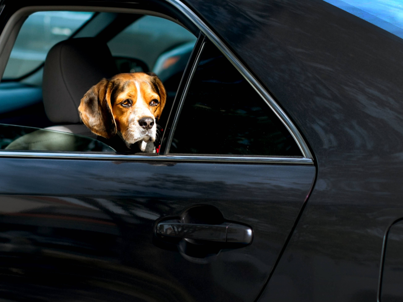 How to Tell If Your Dog Is Car Sick and How to Help Them Feel Better