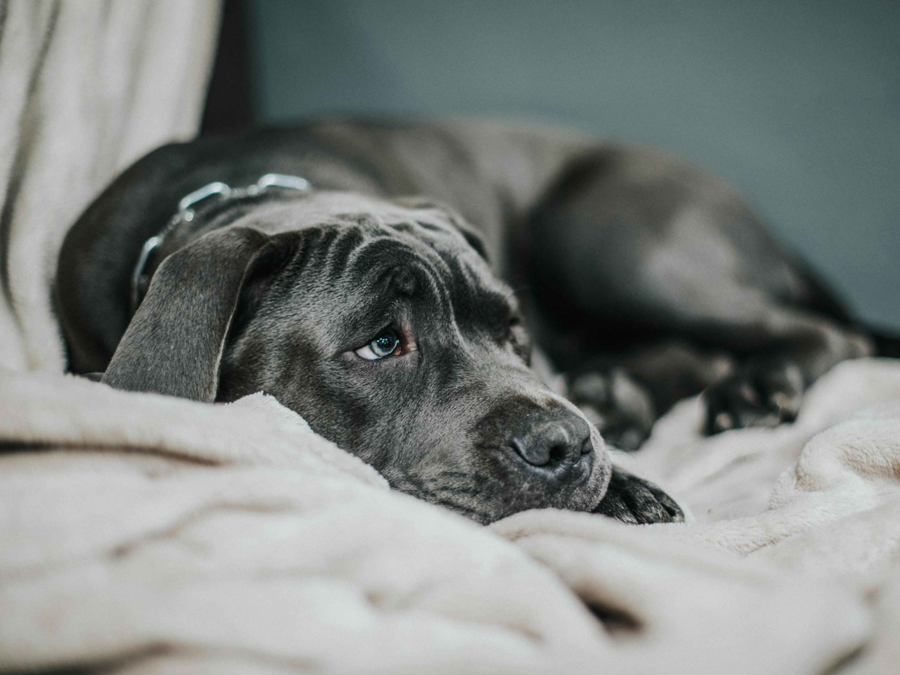 How to Recognise If Your Dog Is in Pain and Support Their Wellbeing