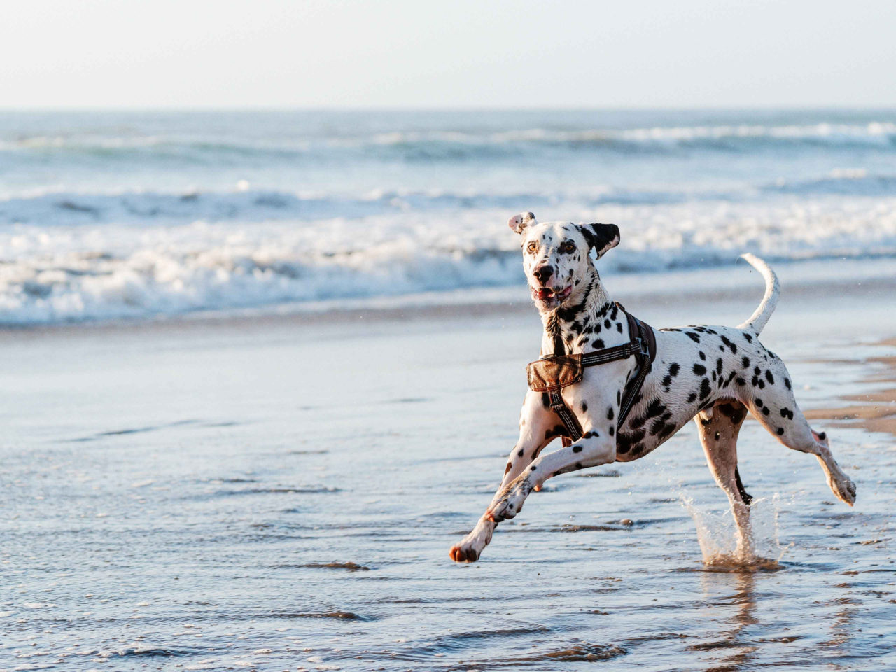 Hydration Tips For Active Breeds Like Dalmatians