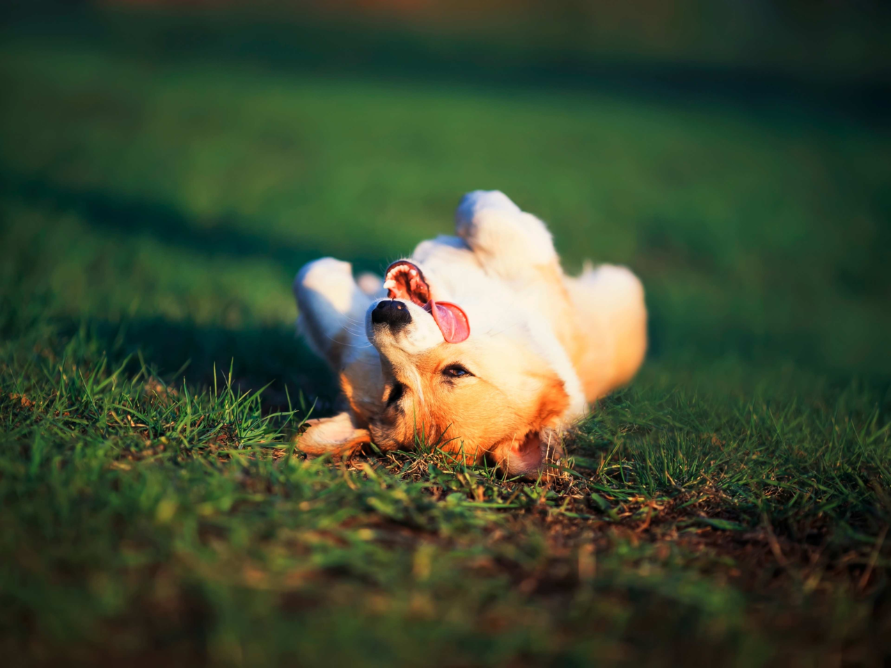 Dog Body Language Explained: How to Understand Your Dog’s Signals