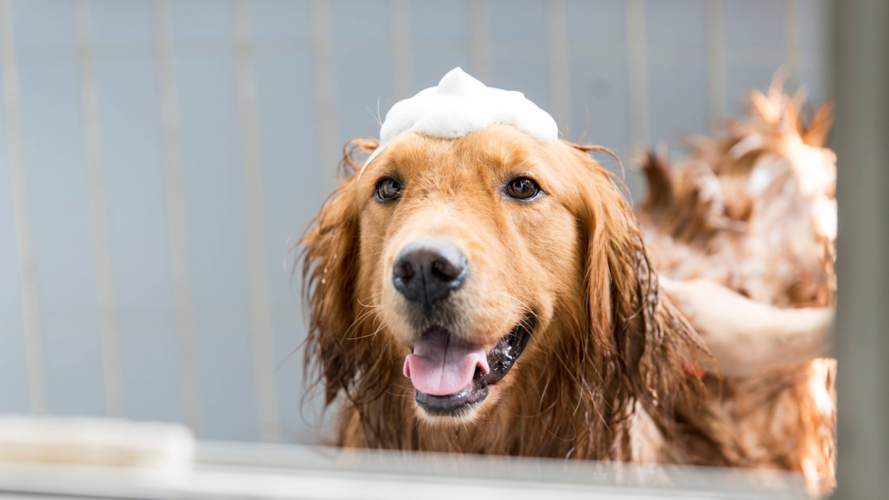 How to Bathe Your Dog Calmly: A Stress-Free Kiwi Guide for Pet Parents