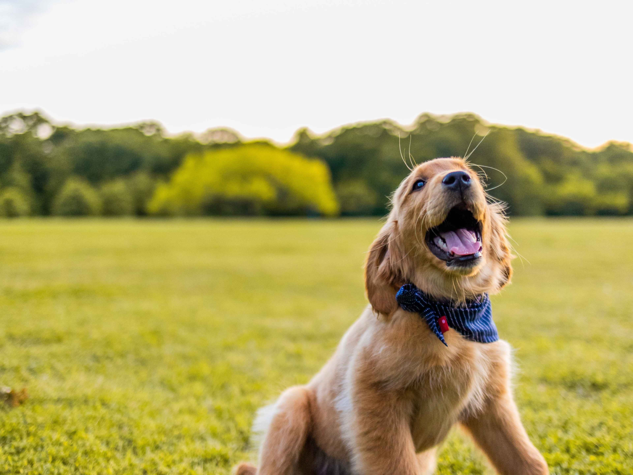 Why Routine Matters for Raising a Happy, Healthy Puppy