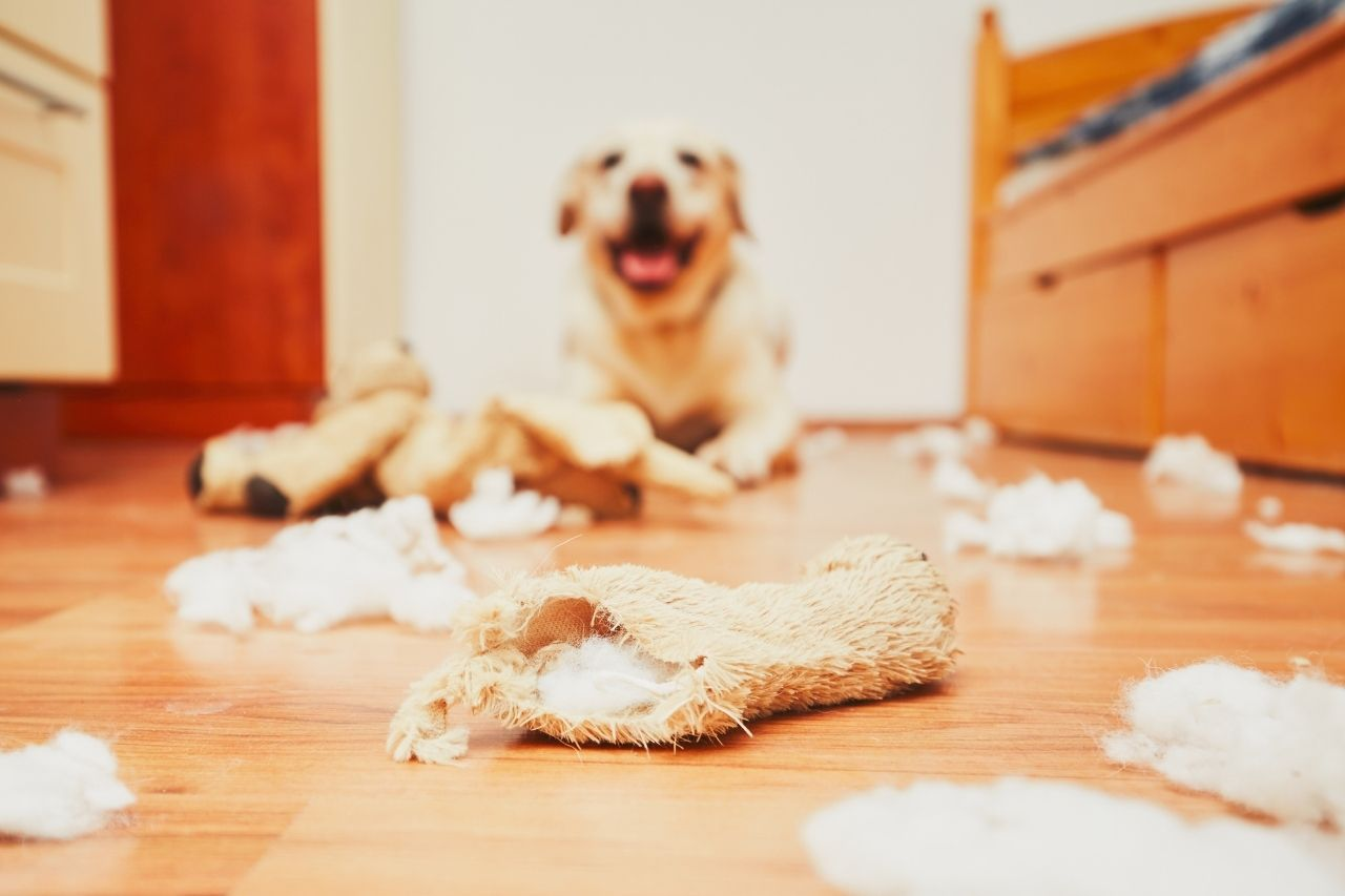 Why Your Dog Destroys Toys With Squeakers (NZ Guide)