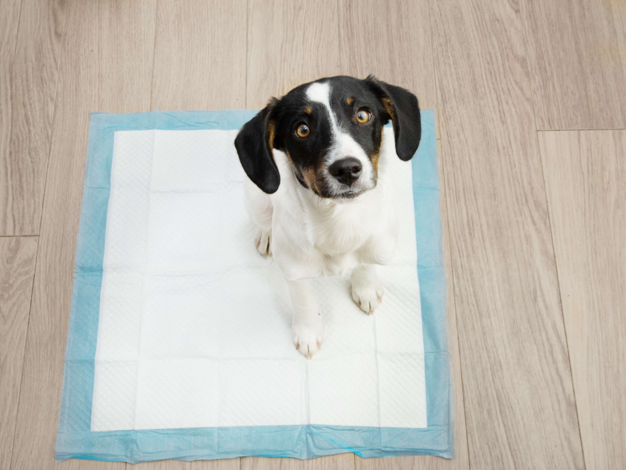 Your Guide to Puppy Pads: Toilet Training Tips for NZ Puppy Parents
