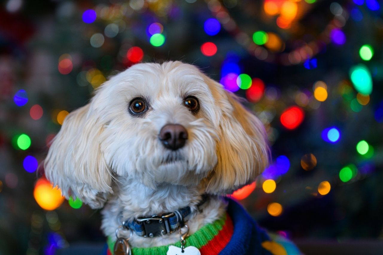 How To Stop Pets Chewing Christmas Lights Safely This Christmas