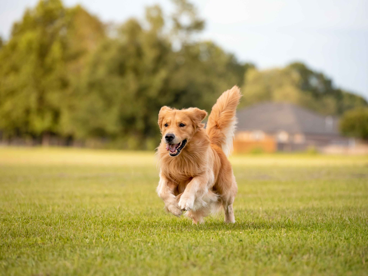  Best Dog Food for Golden Retrievers in New Zealand