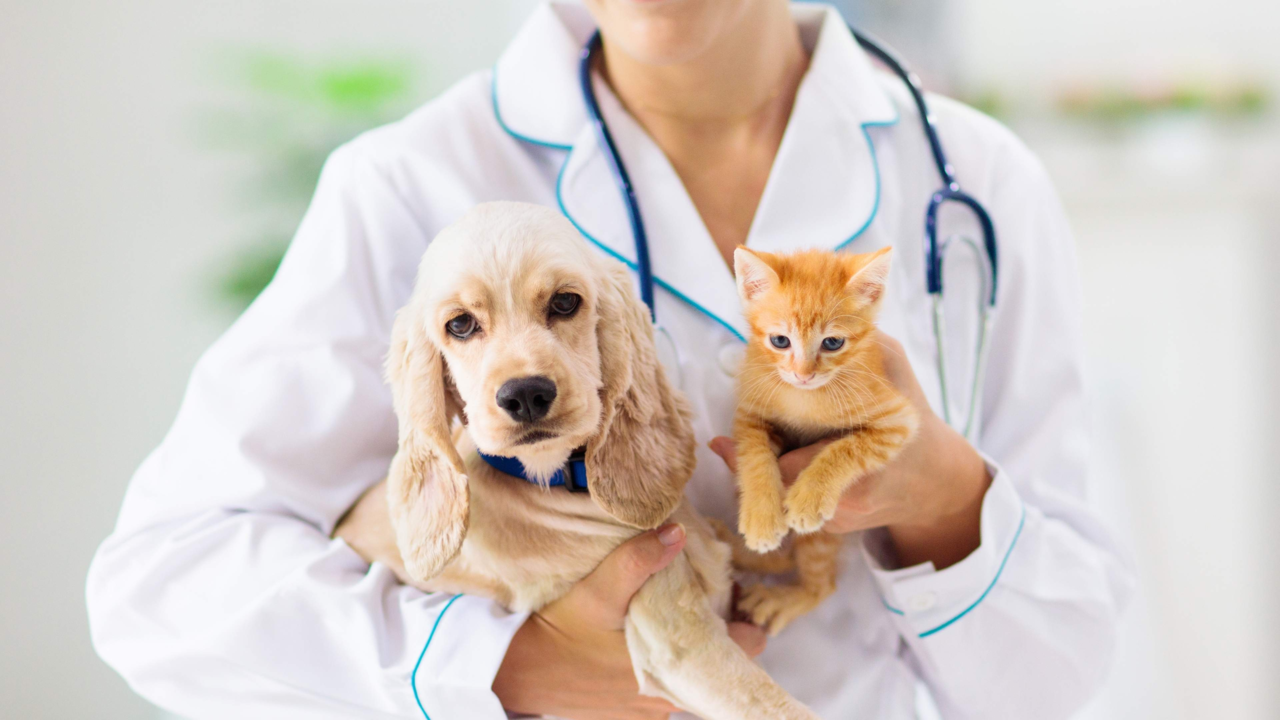 Understanding Pet Vaccinations in New Zealand