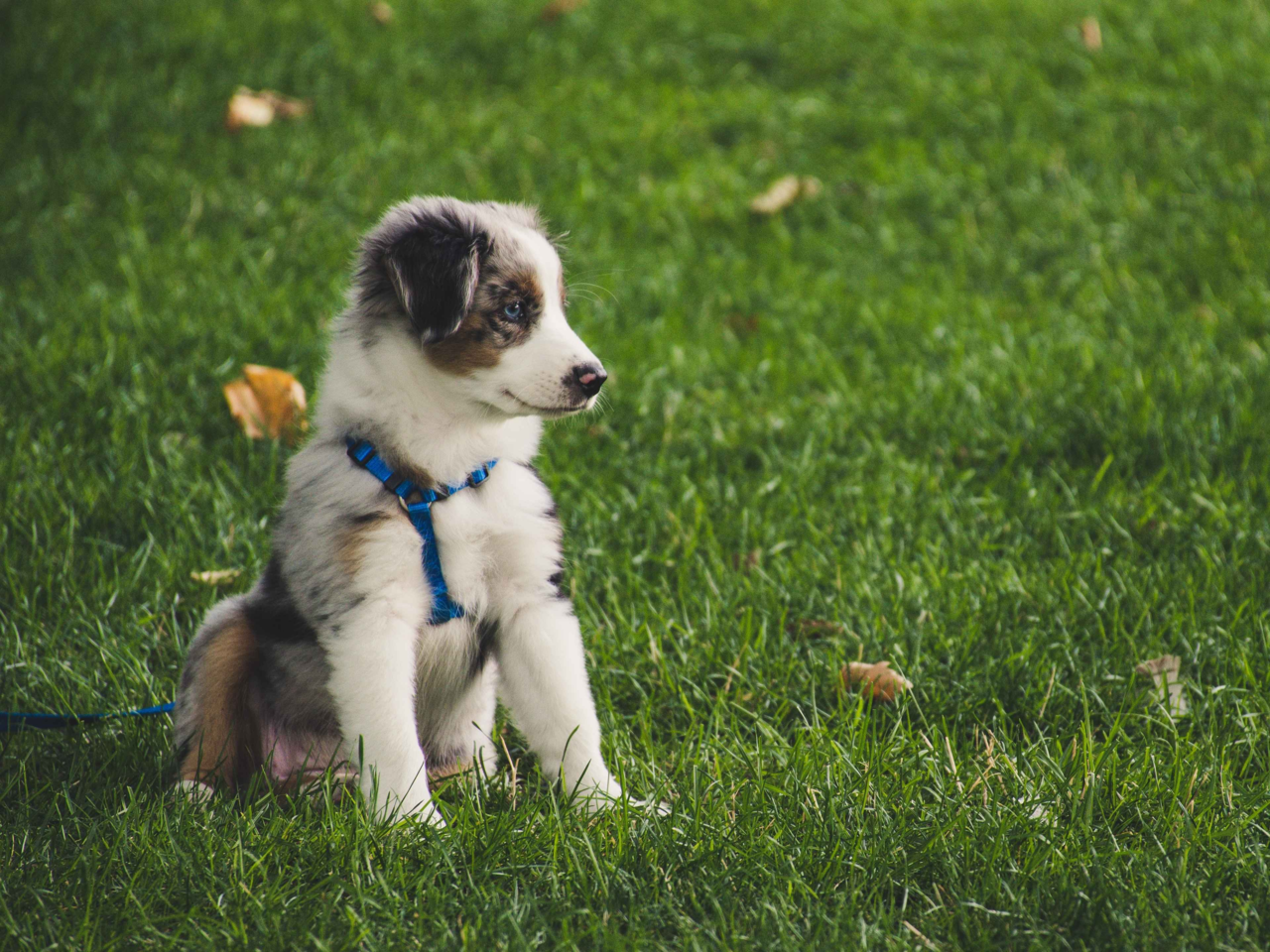 Puppy Lead Training Guide: How to Start Good Walking Habits Early