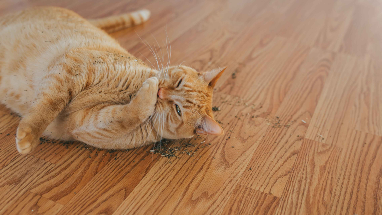 What is Catnip? What is Catnip?