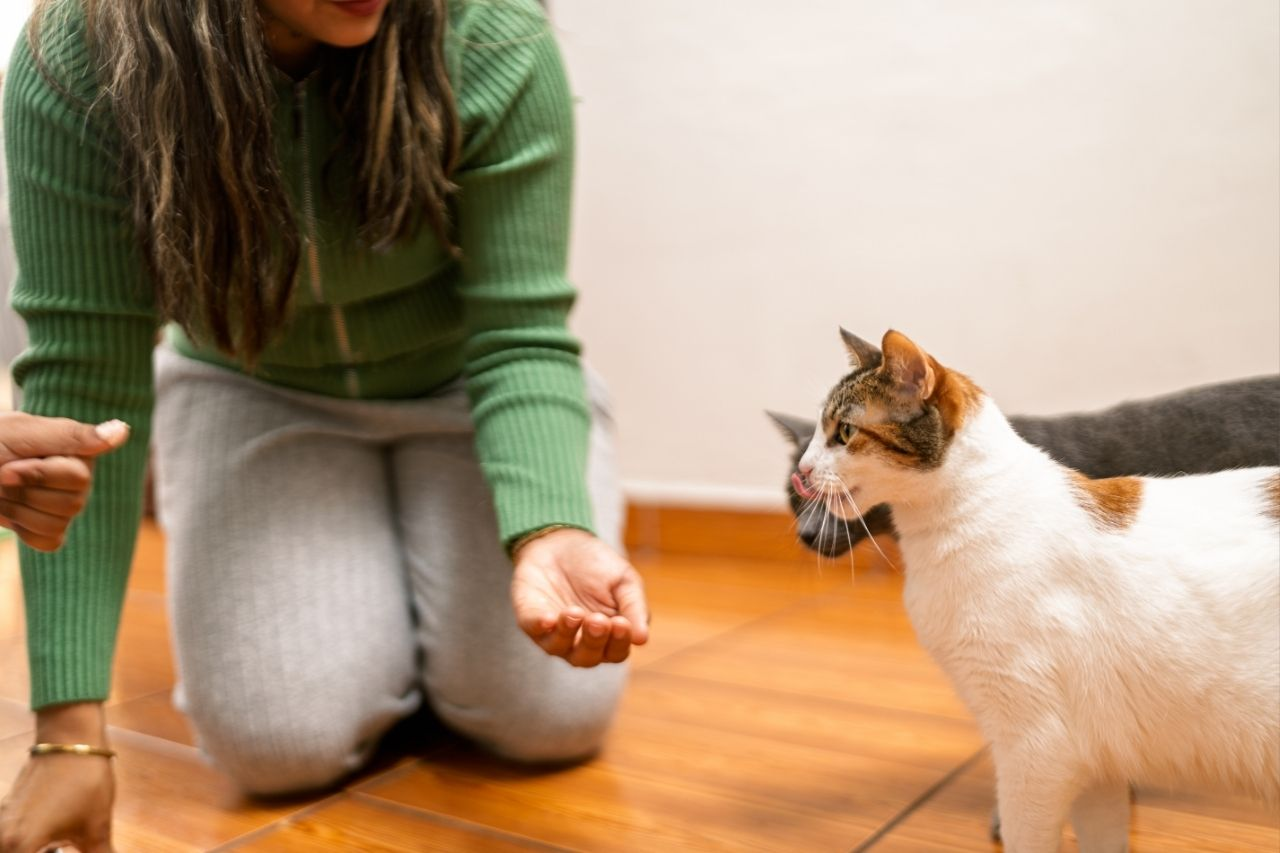 How To Bond With A Shy Cat (And Help Them Feel Safe At Home)