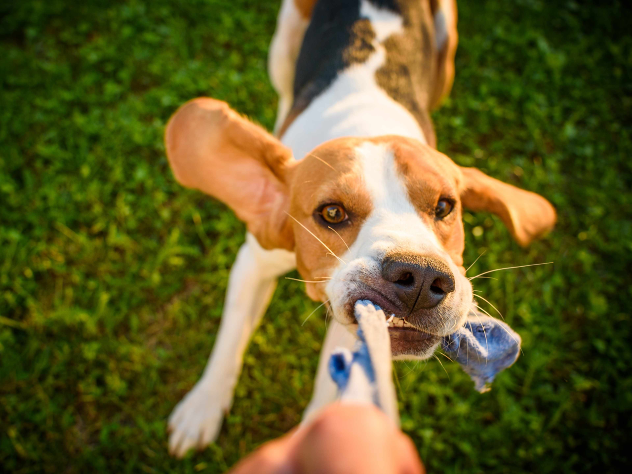 Tug Toys for Dogs: Safety Tips, Best Materials & Training Guide