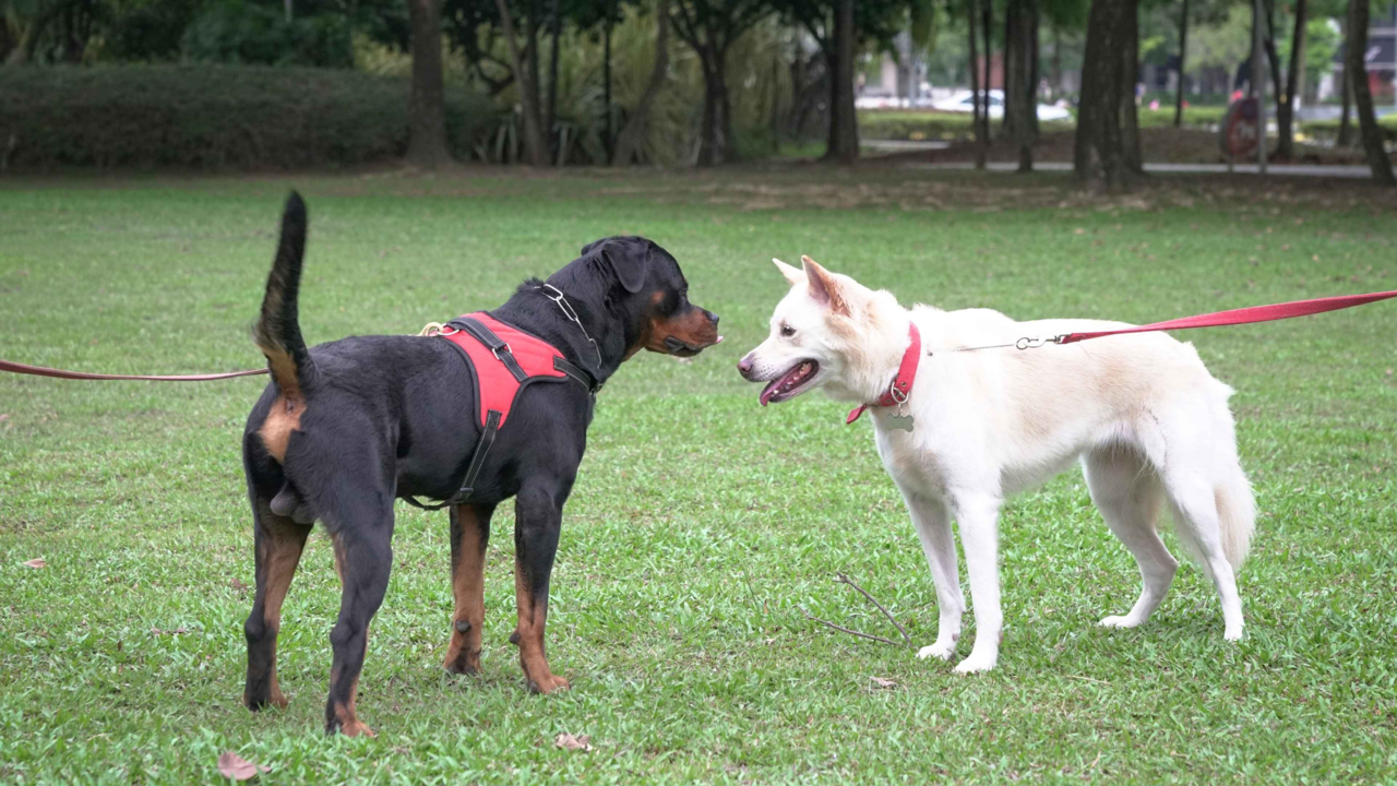 Dog Collars vs Harnesses: Which One Should You Choose? Dog Collars vs Harnesses: Which One Should You Choose?