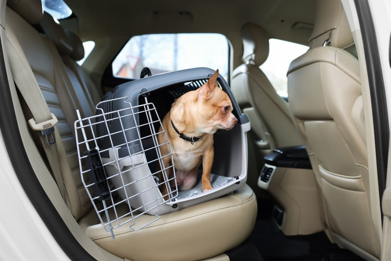Travelling With an Anxious Dog: Tips to Reduce Stress on Trips